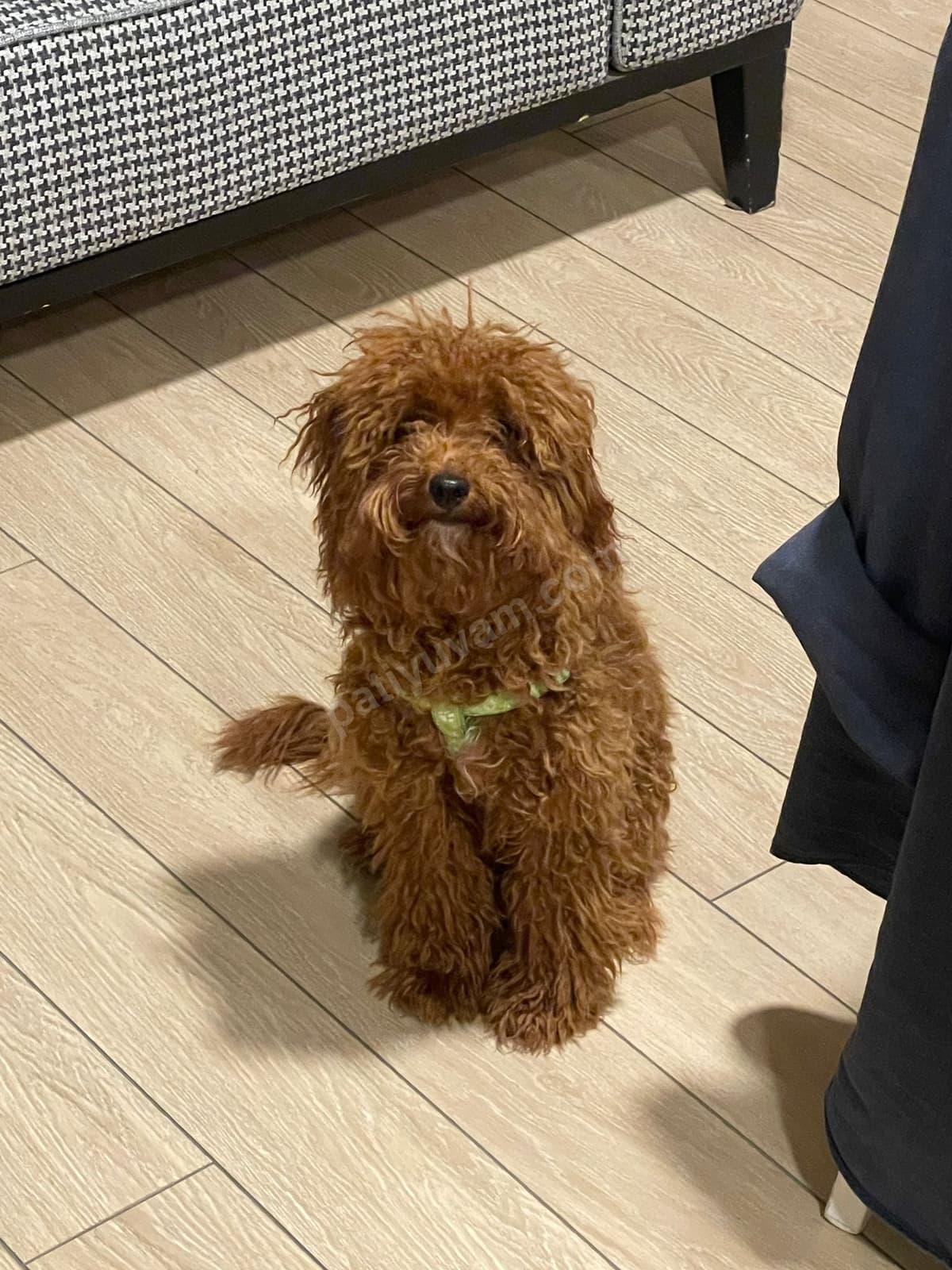 Kurabiyeyi Sahiplendiriyoruz