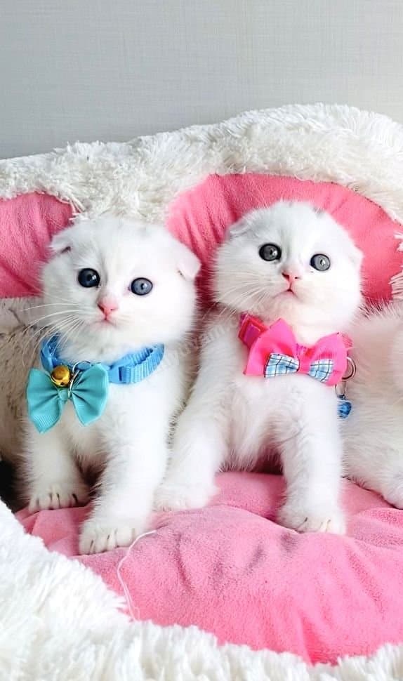Kar Beyaz Scottish Fold Yavrularımız