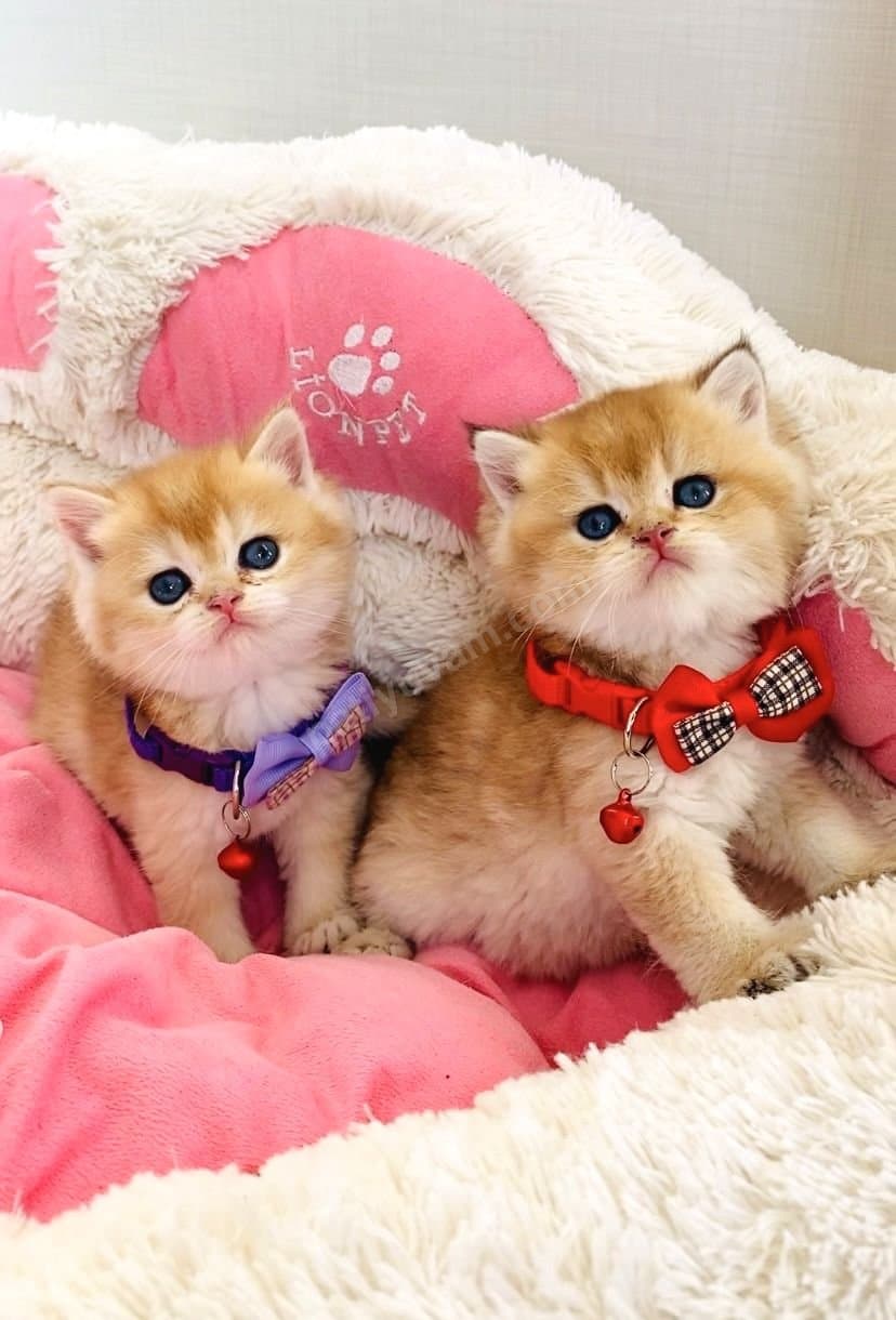 Golden Gözde Irk Brithish Short Yavrularımız