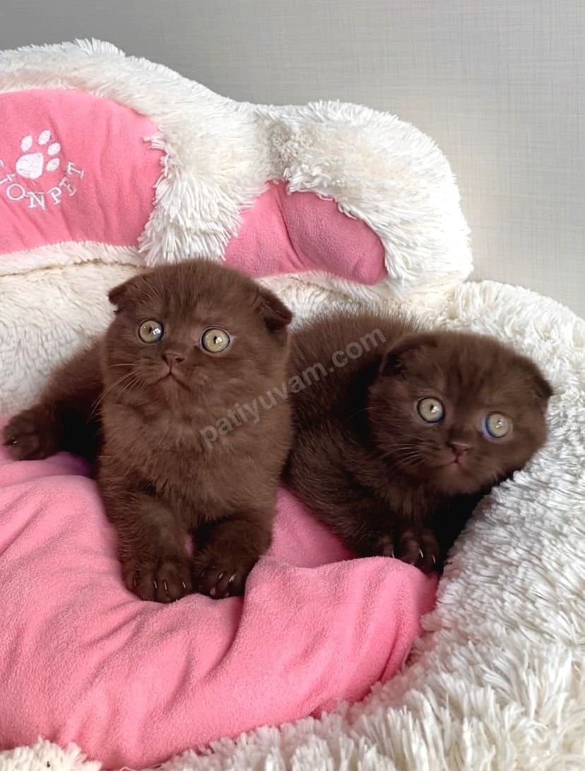 Çikolata Rengi Scottish Fold Yavrularımız