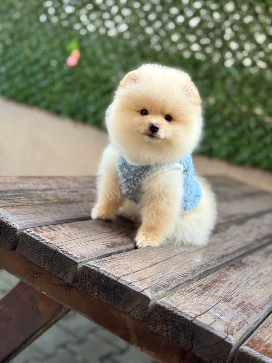 Muhteşem Pomerian bebekler