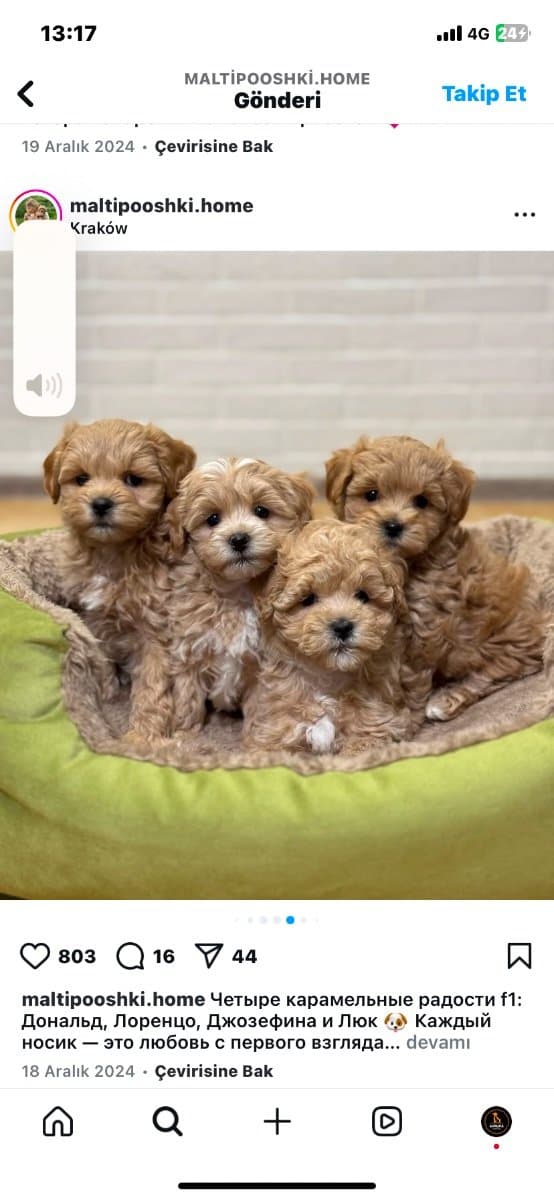 Tecaup poodle bebekler