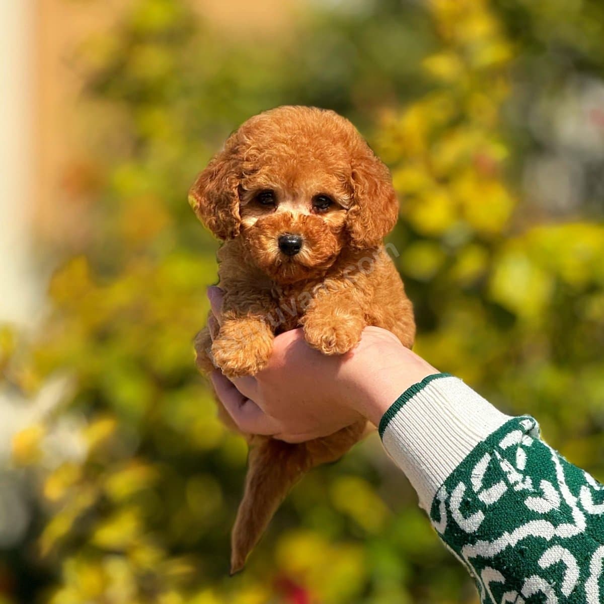 Kilo garantili bebekler