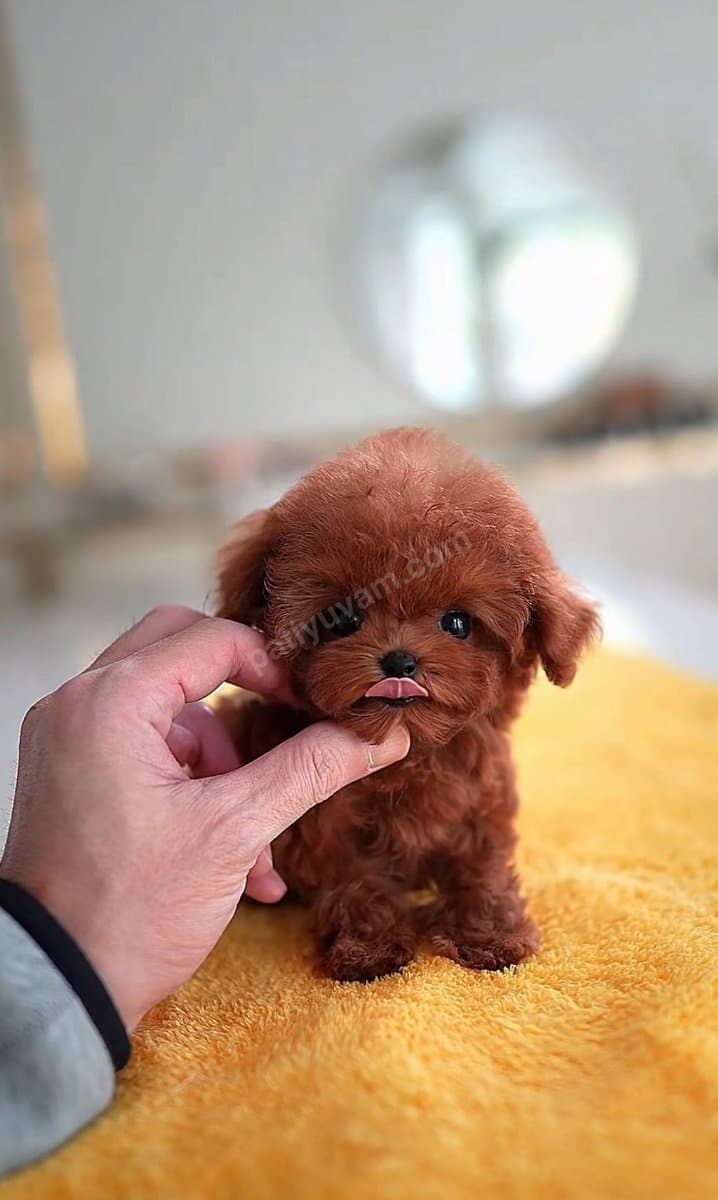 Dünyalar Güzeli̇ Toy Poodle Bebi̇şler