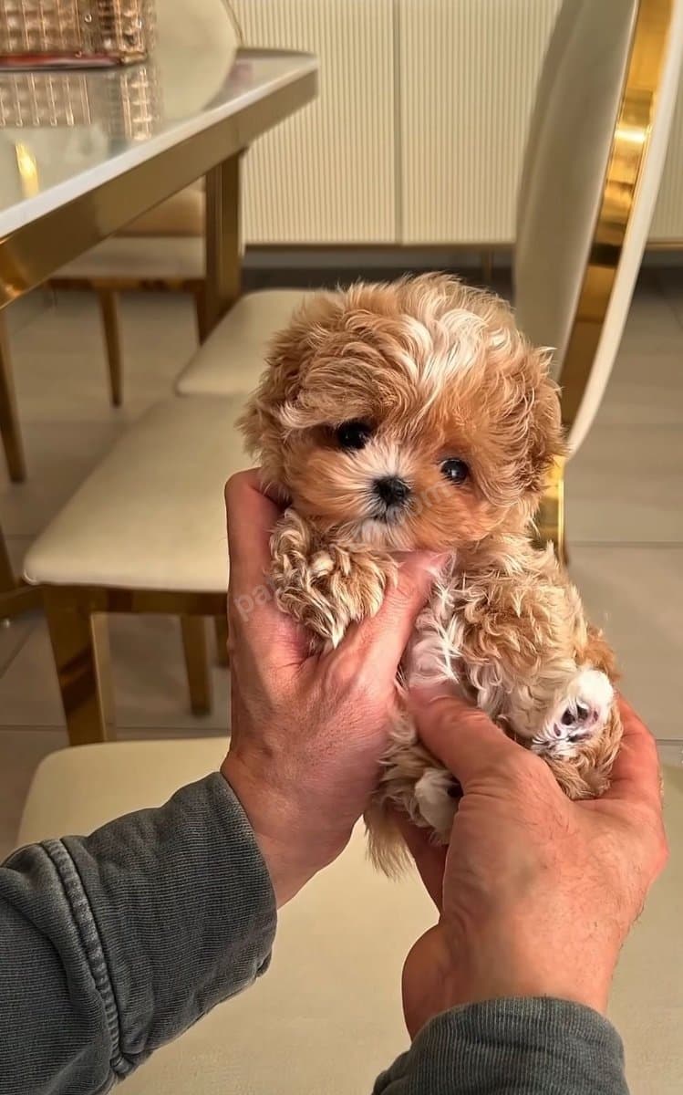 Anti̇alerji̇k Toy Poodle Yavrularim