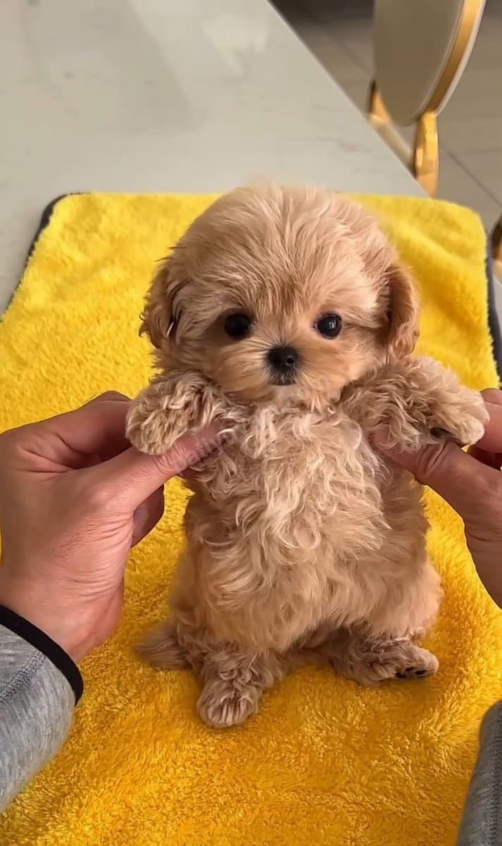 Maltipoo Yavrularım Sağlık Ve Irk Garantilidir