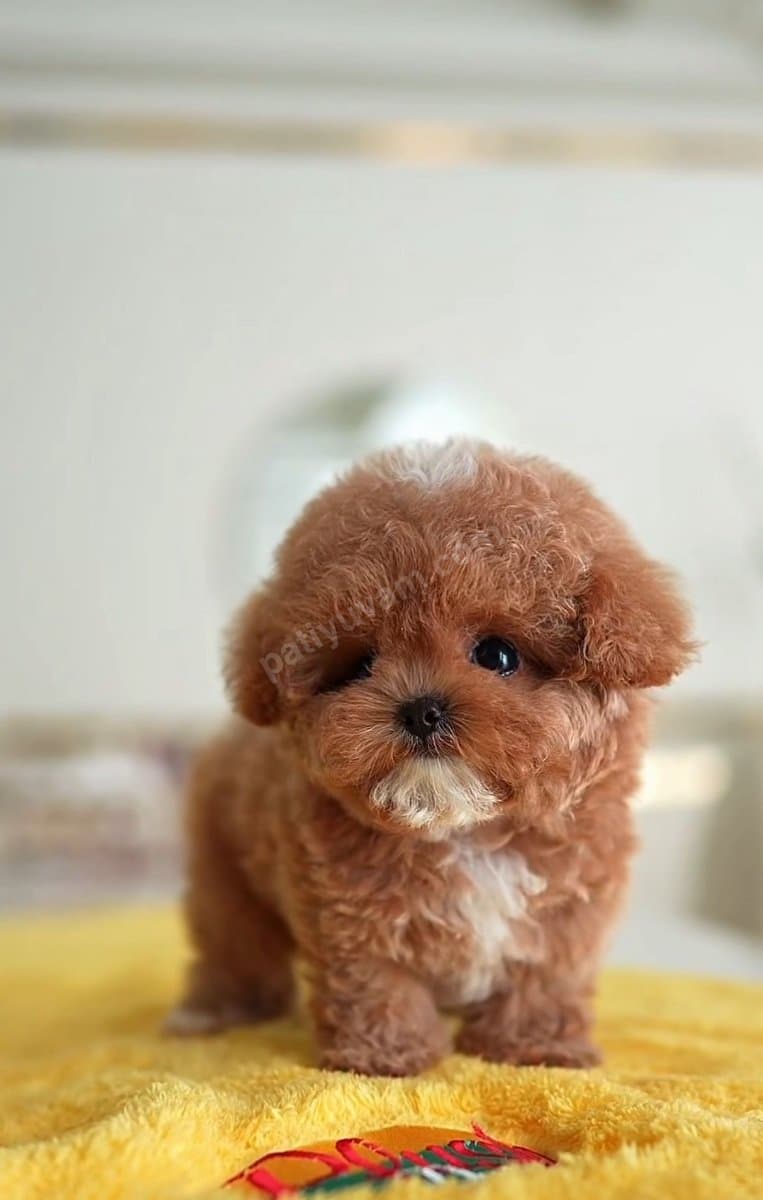 A Kalite Safkan Maltipo