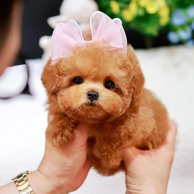 EN OZEL MALTIPOO COCUKLARIMIZ.