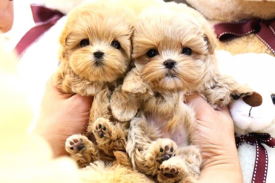 KOREAN EXPOET MALTIPOO BEBEKLERIM