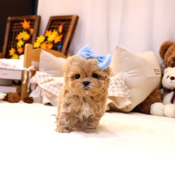 MINNOS MALTIPOO BEBEKLERIM