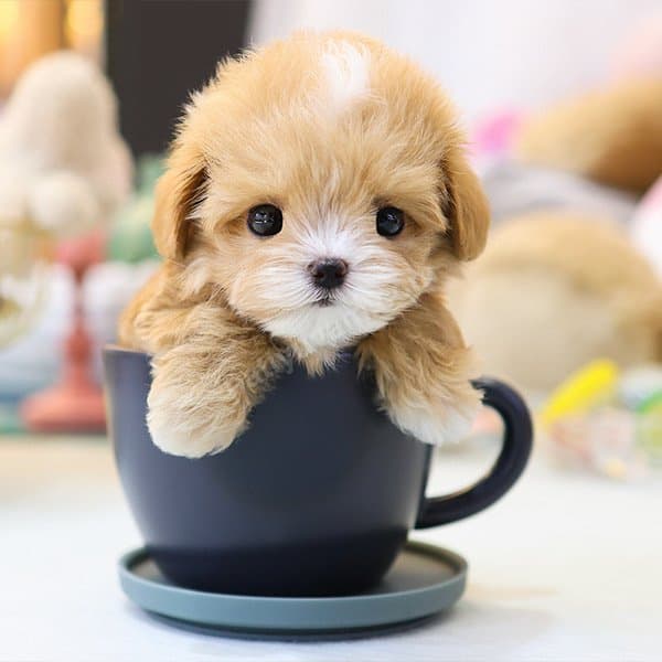 MALTİPOO BEBEKLERİM KOREAN