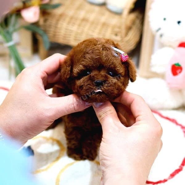Anti̇alerji̇k Toy Poodle Yavrularim