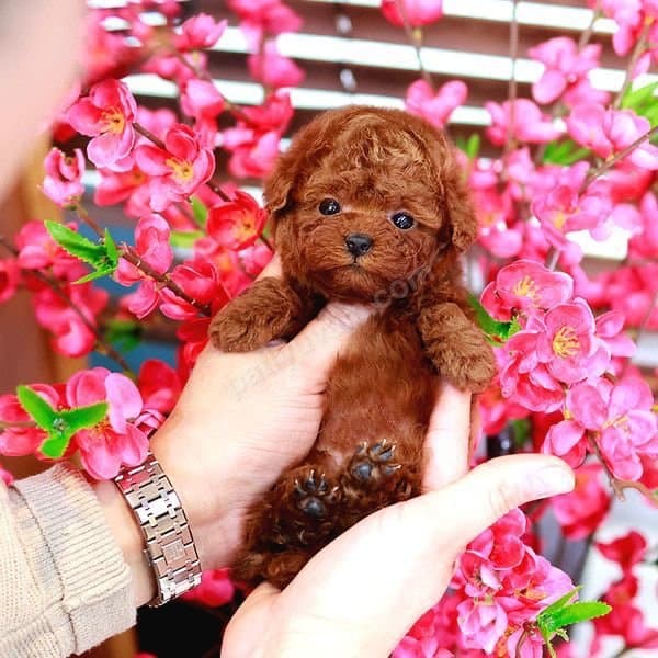 Dünyalar Güzeli̇ Toy Poodle Bebi̇şler
