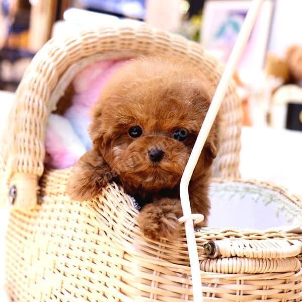 Kore Gen Hattına Sahip Mükemmel Ötesi Toy Poodle Yavrumuz