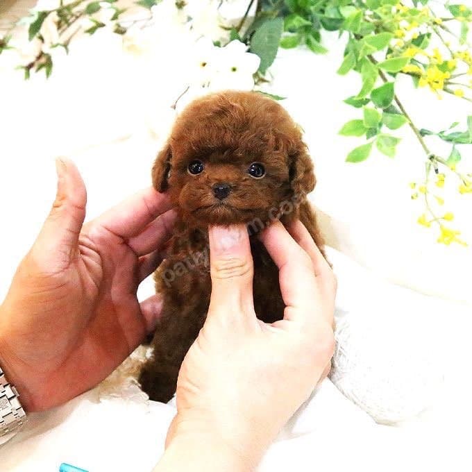 Hari̇ka Toy Poodle Yavrulari̇mi̇z