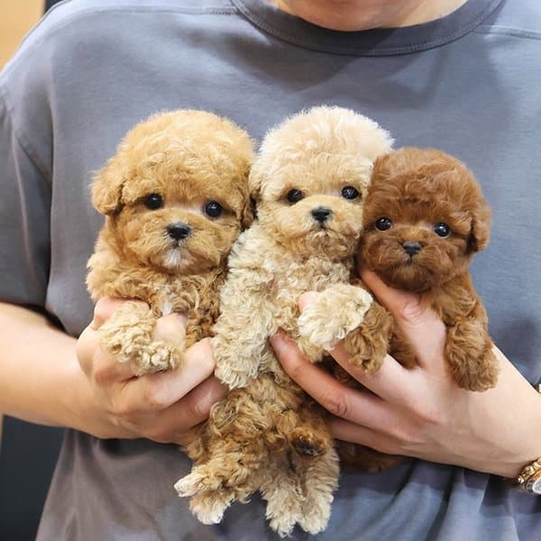 KOREAN EXPORT YURT DIŞI GRİSİLİ TOY POODLE BEBEKLERİM