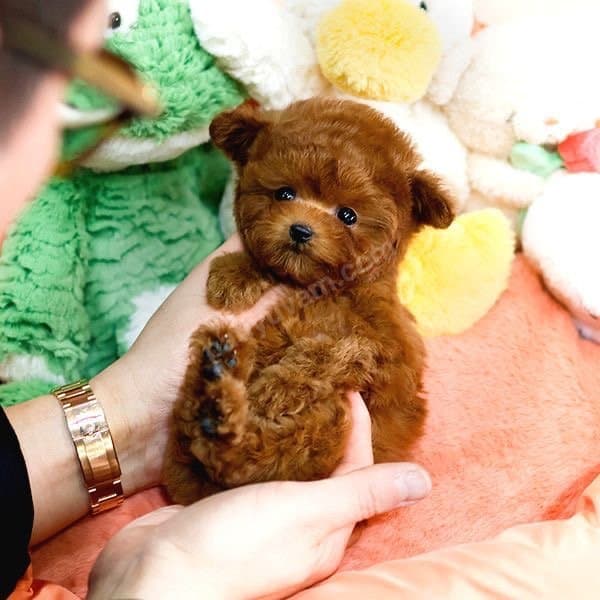 Mutluluk Sembolü Toy Poodle Yavrularim