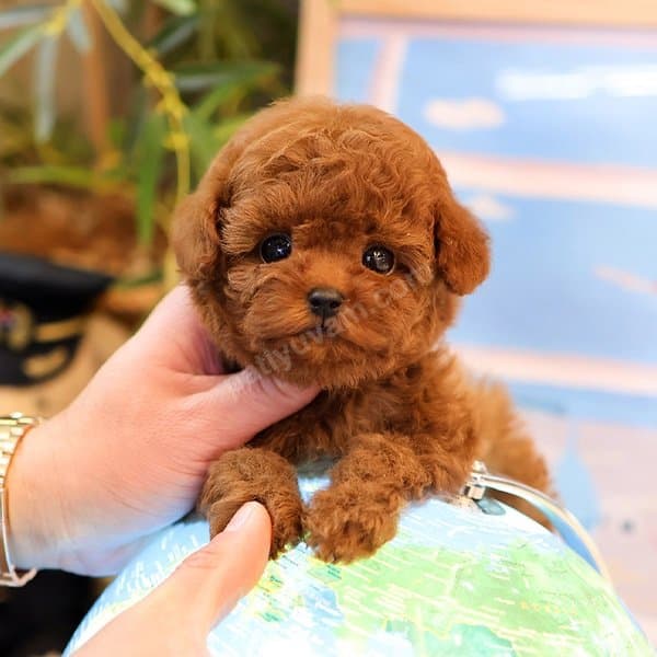 MINNOS TOY POODLE BEBEKLERIMIZ