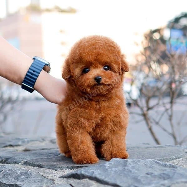 KOREAN TOY POODLE YAVRULARIM