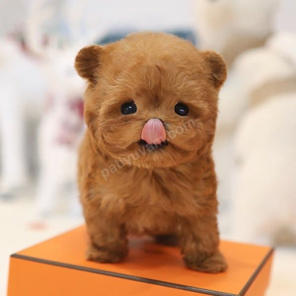 KORE KAN HATTI TOY POODLE YAVRULARIM