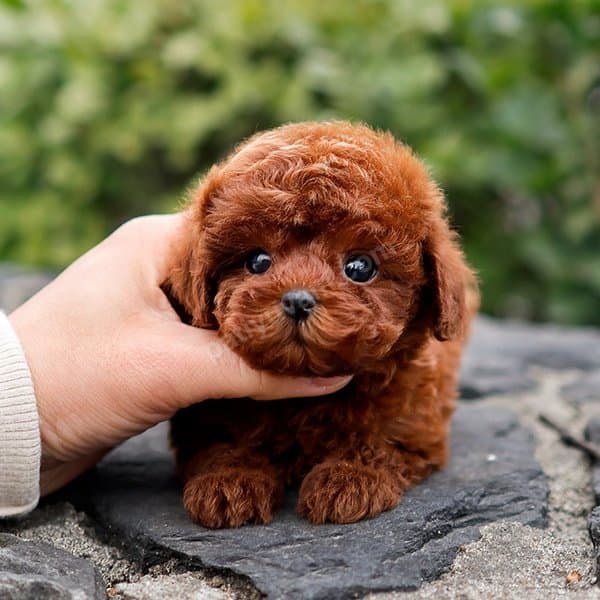 SUPER STAR TOY POODLE YAVRULARIM