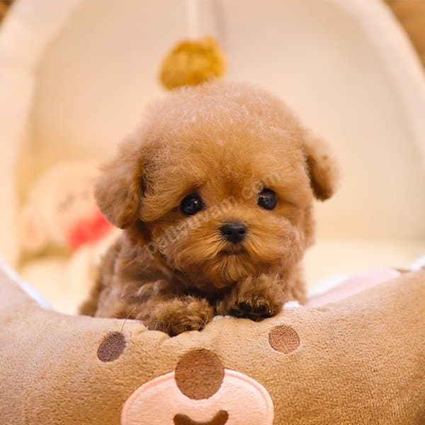 KOREAN TOY POODLE YAVRULARIM