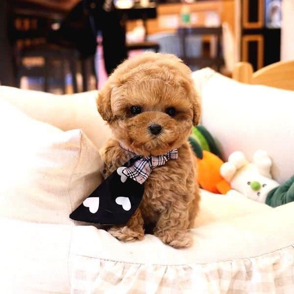 Sütlü çikolata toy poodle