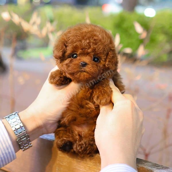SHOW DUZEYDEKI TOY POODLE BEBEKLERIM